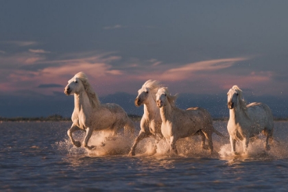 Picture of ANGELS OF CAMARGUE