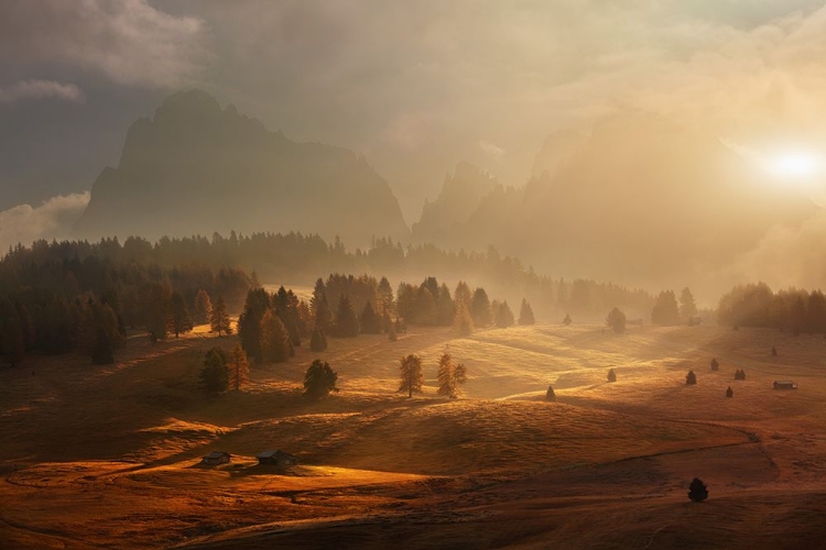 Picture of MORNING ON ALPINE MEADOW