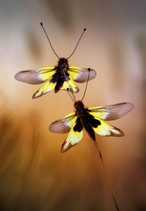 Picture of OWLFLIES