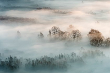 Picture of WINTER FOG