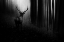 Picture of STAG