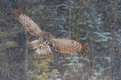 Picture of GREAT GREY OWL IN SNOWFALL