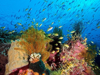 Picture of REEF AT CABILAO