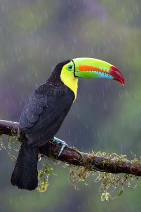 Picture of KEEL-BILLED TOUCAN - COSTA RICA