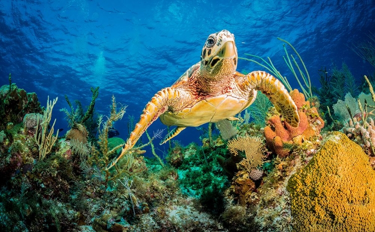 Picture of HAWKSBILL TURTLE SWIMMING THROUGH CARIBBEAN REEF