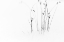 Picture of BLACK ON WHITE