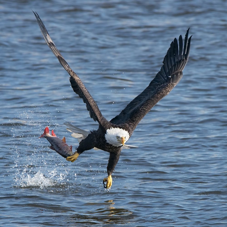 Picture of LUNCH OVER MISSISSIPPI