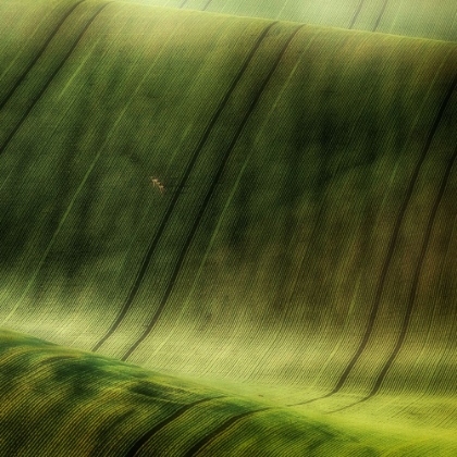 Picture of GREEN FIELDS