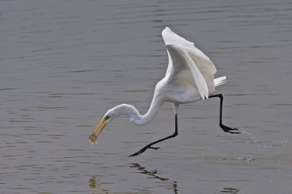 Picture of GREAT EGRET