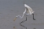 Picture of GREAT EGRET