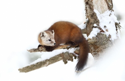 Picture of PINE MARTEN - ALGONQUIN PARK