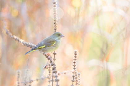 Picture of GREEN FINCH