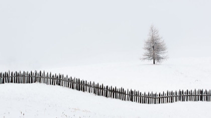 Picture of THE LARCH BEHIND THE FENCE