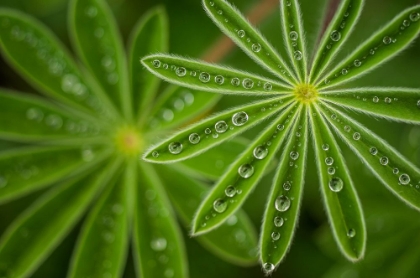 Picture of PEARLY LUPINE