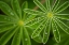 Picture of PEARLY LUPINE