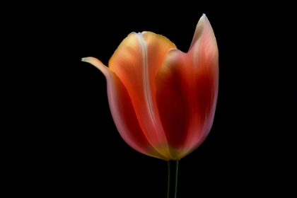 Picture of FRENCH TULIP