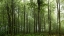 Picture of FOREST...