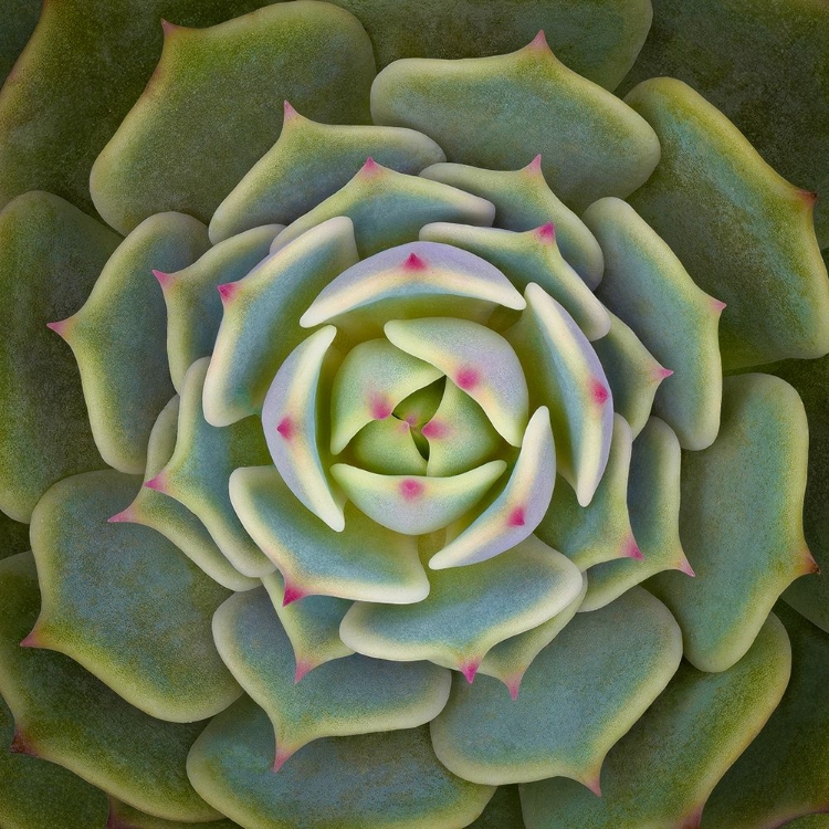 Picture of ECHEVERIA BEN BADIS