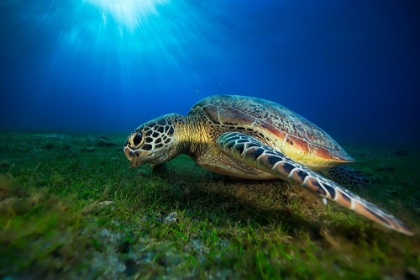 Picture of GREEN TURTLE