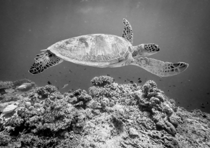 Picture of SEA TURTLE AT SIPADAN