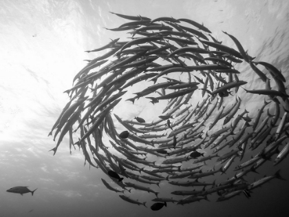 Picture of BARRACUDA TORNADO