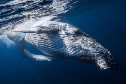 Picture of THE WHALE
