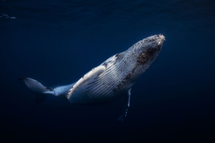 Picture of HUMPBACK WHALE