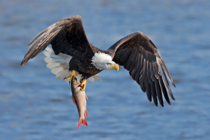 Picture of BALD EAGLE CATCHING A BIG FISH