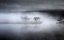 Picture of MYSTERIOUS POND