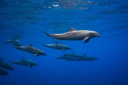 Picture of DOLPHINS