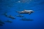 Picture of DOLPHINS