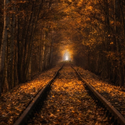 Picture of AUTUMN TUNNEL