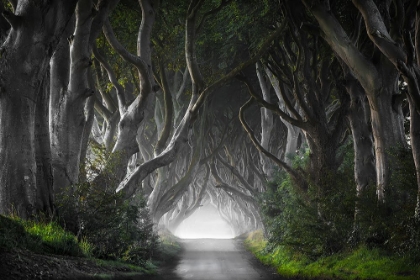 Picture of DARK HEDGES