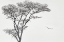 Picture of THE AFRICAN EAGLE