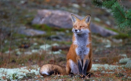 Picture of FOX ZEN - ALGONQUIN PARK