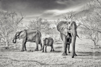 Picture of DRY SEASON (BW)