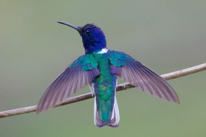 Picture of SWING WING