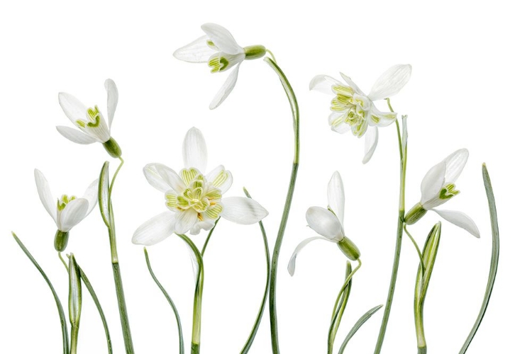 Picture of SPRING SNOWDROPS