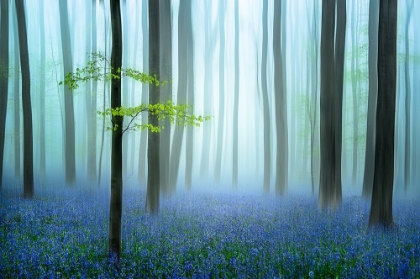 Picture of THE BLUE FOREST ........