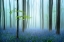 Picture of THE BLUE FOREST ........
