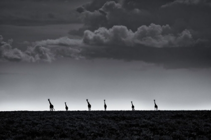 Picture of 6 GIRAFFES