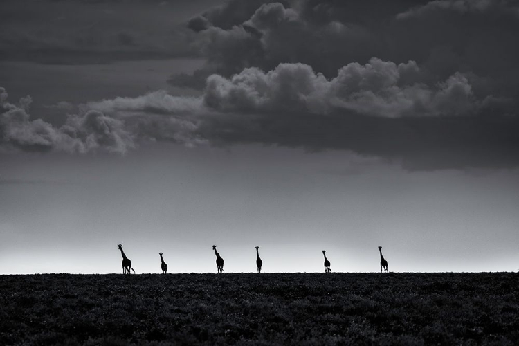 Picture of 6 GIRAFFES