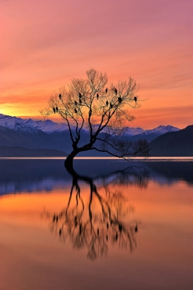 Picture of LONE TREE IS NOT LONELY