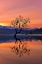 Picture of LONE TREE IS NOT LONELY
