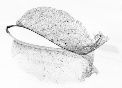 Picture of THE OLD LEAF