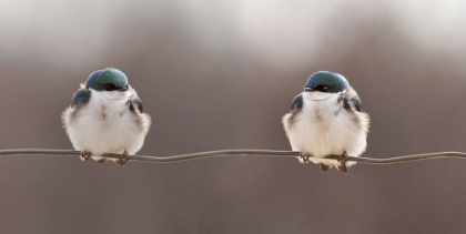Picture of BIRDS ON A WIRE