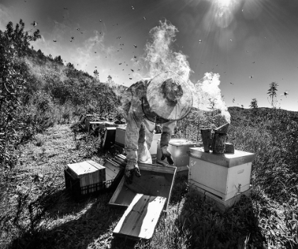 Picture of MOUNTAIN OF HONEY