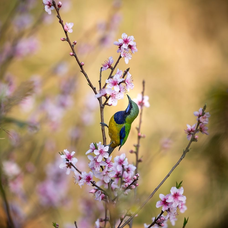 Picture of BIRD WHISPERING TO THE PEACH FLOWER