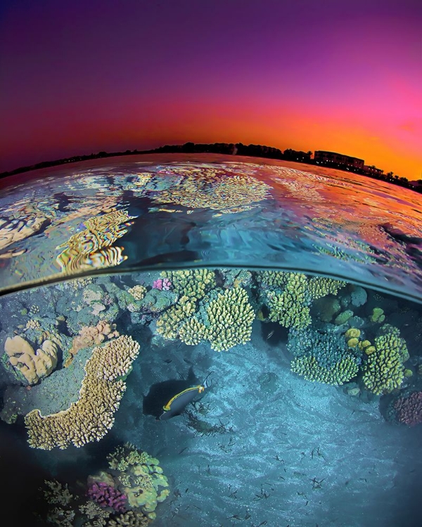 Picture of DUSK AT THE RED SEA REEF