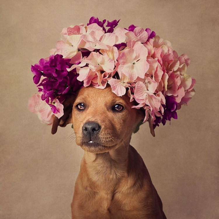 Picture of LADY